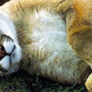 Carl Brenders-Good Life Cougar