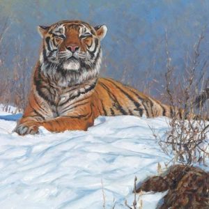 John Banovich-Siberian Tiger