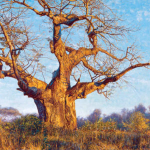 John Banovich-Under the Baobab