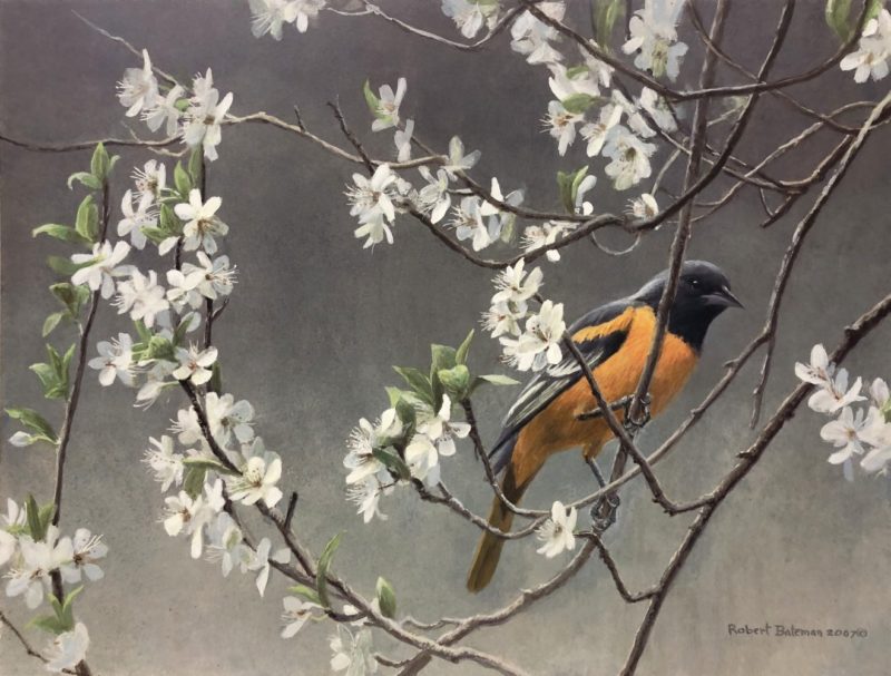 Robert Bateman-Baltimore Oriole and Plum Blossoms