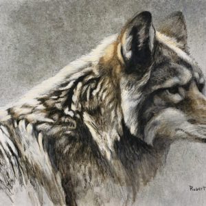 Robert Bateman-Coyote Head Study