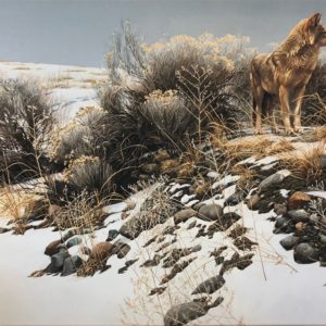 Robert Bateman-Coyote in Winter Sage