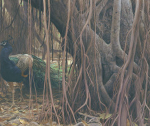 Robert Bateman-banyan walk peacock