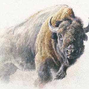 Robert Bateman-bison study