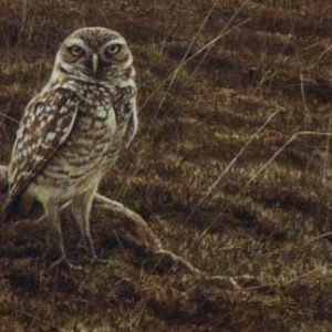 Robert Bateman-burrowing owl