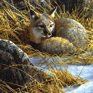 Robert Bateman-curled up swift fox