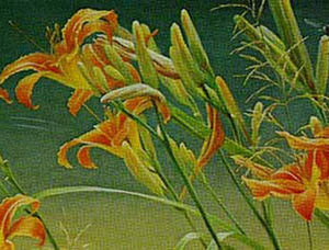 Robert Bateman-daylilies and dragonflies