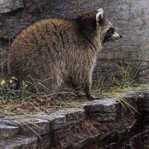 Robert Bateman-distant danger raccoon