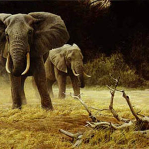 Robert Bateman-elephant cow and calf