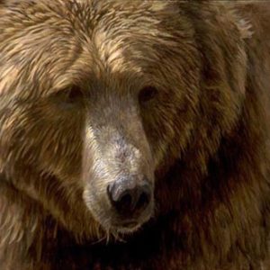 Robert Bateman-grizzly head