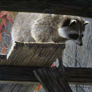 Robert Bateman-prowler raccoon