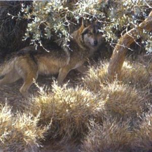Robert Bateman-sierra evening mexican wolf