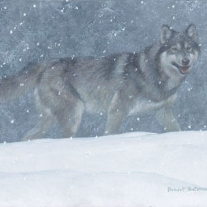 Robert Bateman-snowfall wolf