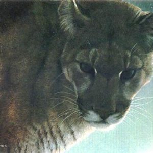 Robert Bateman-starlight cougar
