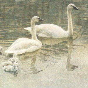 Robert Bateman-trumpeter swan family