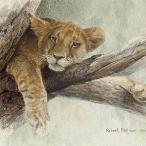 Robert Bateman-up a tree lion cub