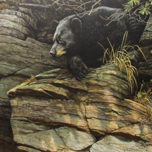 Robert Bateman-watchful repose black bear
