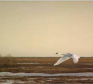 Robert Bateman-whistling swan lake erie
