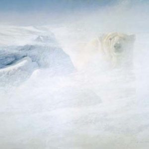 Robert Bateman-white encounter polar bear