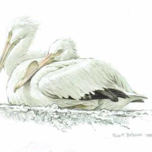 Robert Bateman-white pelican