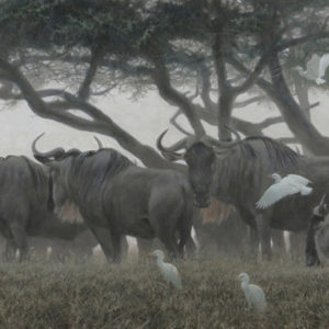 Robert Bateman-wildebeest and egrets