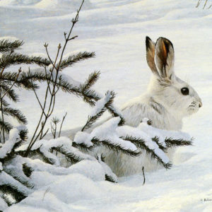 Robert Bateman-winter snowshoe hare