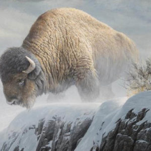Robert Bateman-winter bison