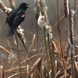 Robert Bateman-winter cattails red winged blackbird