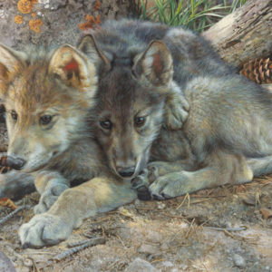 carl brenders-brotherly love wolf pups