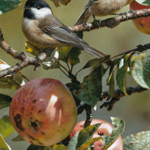 carl brenders-chickadee and apple tree