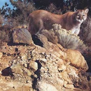 carl brenders_cliff dweller cougar