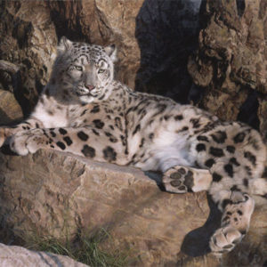 carl brenders-ghost cat snow leopard