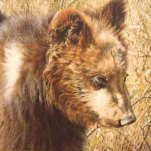 carl brenders-grizzly cub
