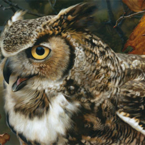 carl brenders-in focus great horned owl