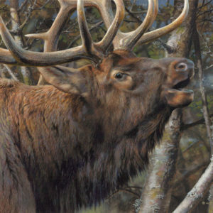 carl brenders-mating call bull elk