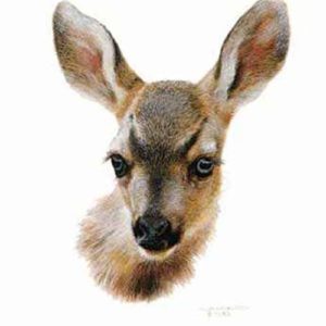 Carl Brenders-Mule Deer Fawn study