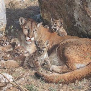 Carl Brenders - Rocky camp-cougar family