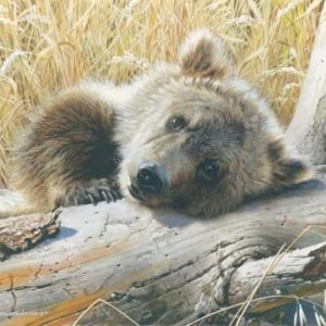carl brenders-time out grizzly cub
