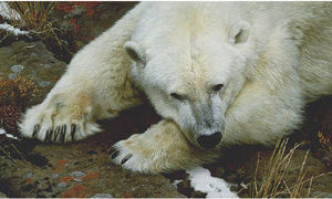 carl brenders-top of the world polar bear