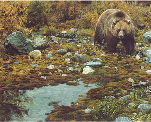 carl brenders-trail blazer grizzly bear