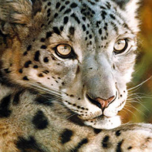 carl brenders-west of the moon snow leopard