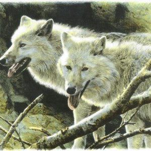 carl brenders-white wolves