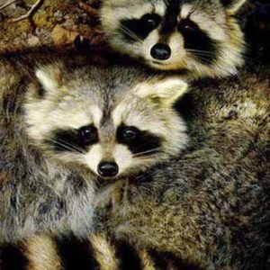 carl brenders-yin and yang raccoons