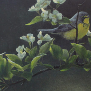 Robert-Bateman-Canada-Warbler-and-Plum-Blossoms